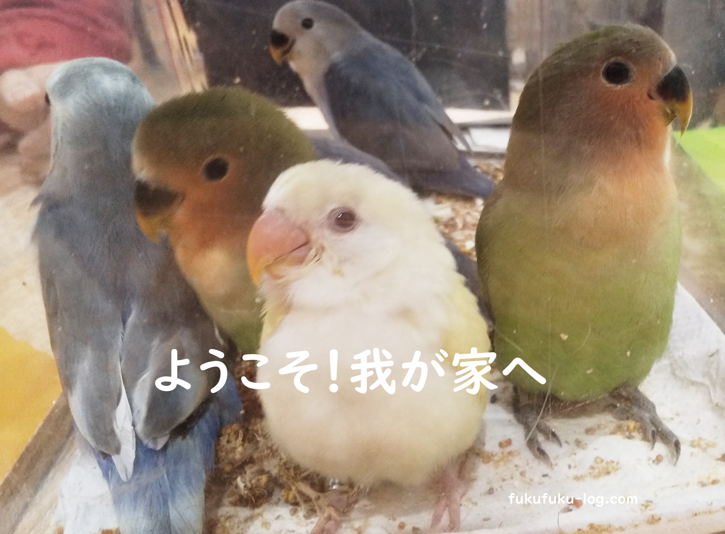 コザクラインコ