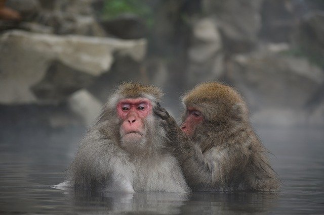 温泉に浸かる猿