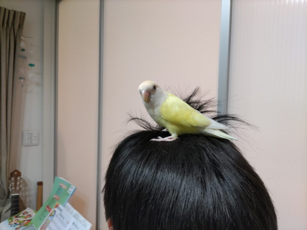 大好きなチビの頭の上にのるインコ